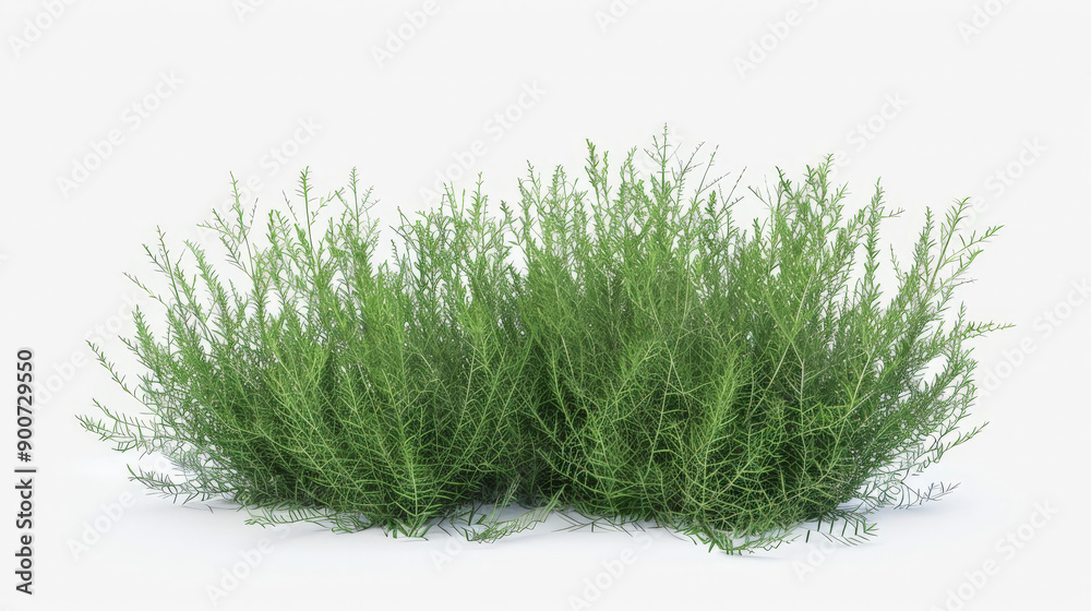 bush isolated on white background bush isolated on white background