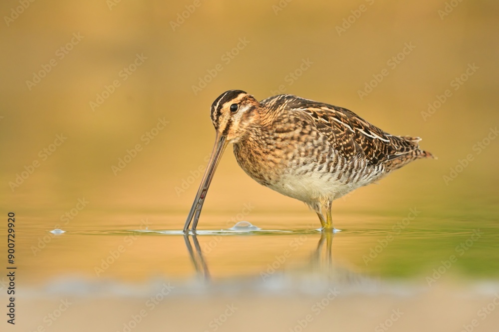 Common snipe Gallinago gallinago bird rain water in pond wetland wading shorebirds waders young nature wildlife cute darling, beautiful animal, lovely animal, ornithology, fauna wildlife Europe Common snipe Gallinago gallinago bird rain water in pond wetland wading shorebirds waders young nature wildlife cute darling, beautiful animal, lovely animal, ornithology, fauna wildlife Europe