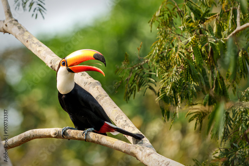 The toco toucan (Ramphastos toco), also known as the common toucan or giant toucan, searching for food in the North part of the Pantanal in Brazil