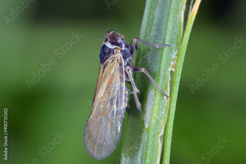 Javesella pellucida a common, tiny planthopper from the family Delphacidae on grass leaf. photo