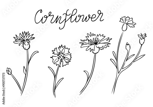 Floral outline doodle set with cornflower flowers. Monochrome seasonal botanical contour stickers. Vector clipart of sketch drawings isolated on white background