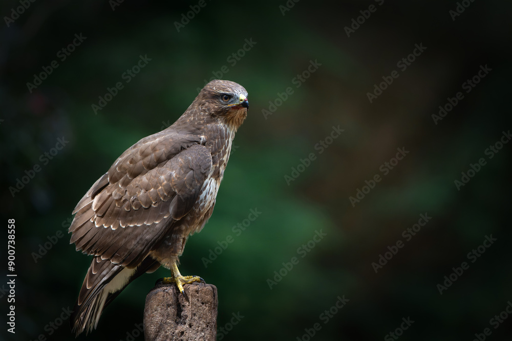 Common Buzzard (Buteo buteo) searching for food in the forest of Noord Brabant in the Netherlands. Forest background Common Buzzard (Buteo buteo) searching for food in the forest of Noord Brabant in the Netherlands. Forest background