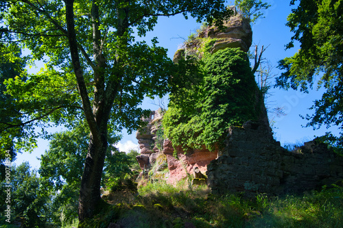 Wald von Reinhardsmünster in den Vogesen photo