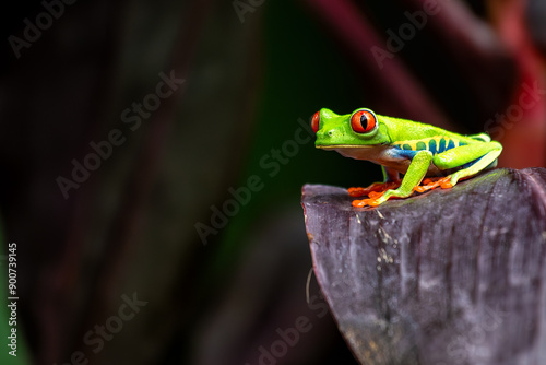 Red-Eyed Tree Frog (Agalychnis callidryas) spotted outdoors