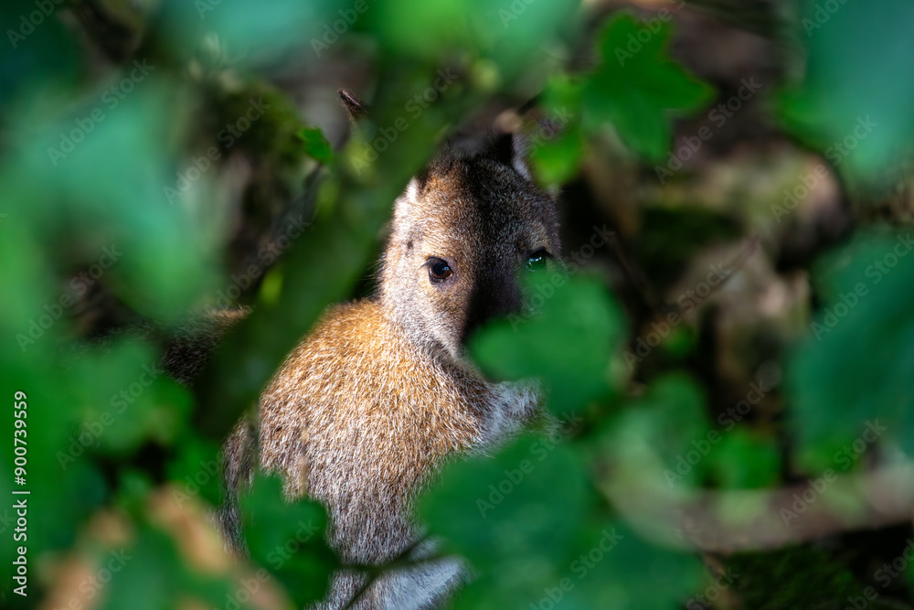 Fototapeta premium Eastern Grey Kangaroo (Macropus giganteus) Hiding in the Bushes