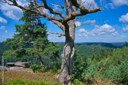 In den Höhen von Reinhardsmünster in den Vogesen mit Blick auf Dabo photo