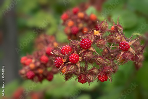 A brunch of fresh Japanese wineberries (Rubus phoenicolasius) growing in the garden  