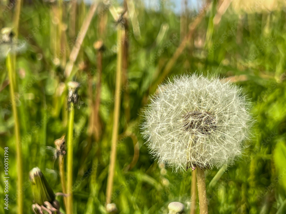 A dandelion in close-up among the green surroundings A dandelion in close-up among the green surroundings