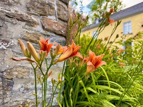 Blühende orangene Taglilien vor einem alten Gemäuer am Schloss Homburg bei Nümbrecht, Garten, Blume, Pflanze, Oberbergischen Kreis, Nordrhein-Westfalen, Deutschland photo