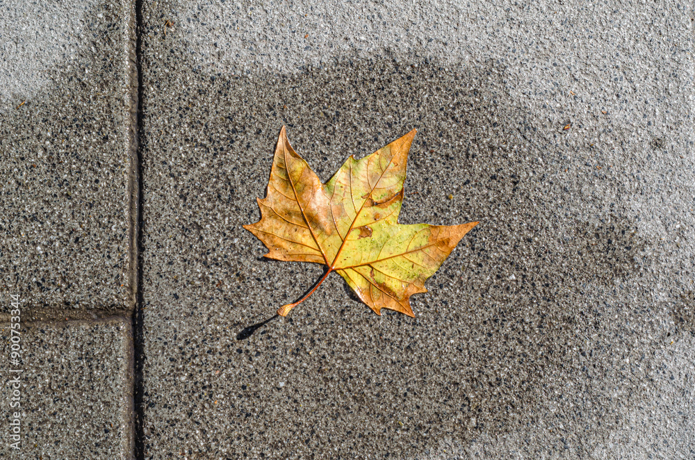 Colorful autumn leaves on pavement background Colorful autumn leaves on pavement background
