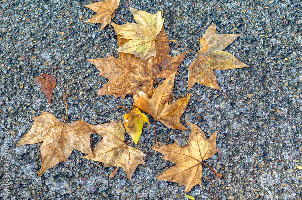 Colorful autumn leaves on pavement background Colorful autumn leaves on pavement background