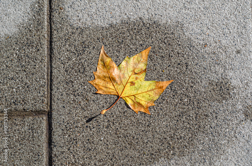 Colorful autumn leaves on pavement background