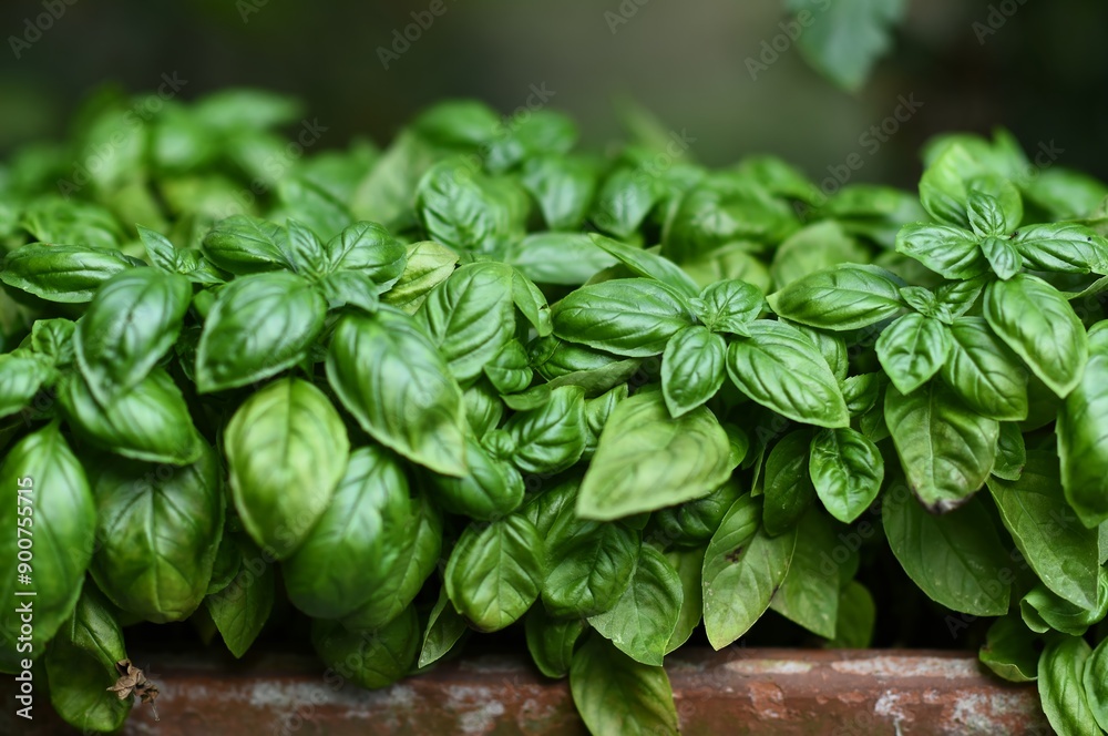 fresh basil, raw aromatic herb fresh basil, raw aromatic herb