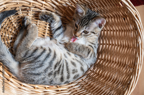 toilette d'un  petit chat tigré dans une corbeille