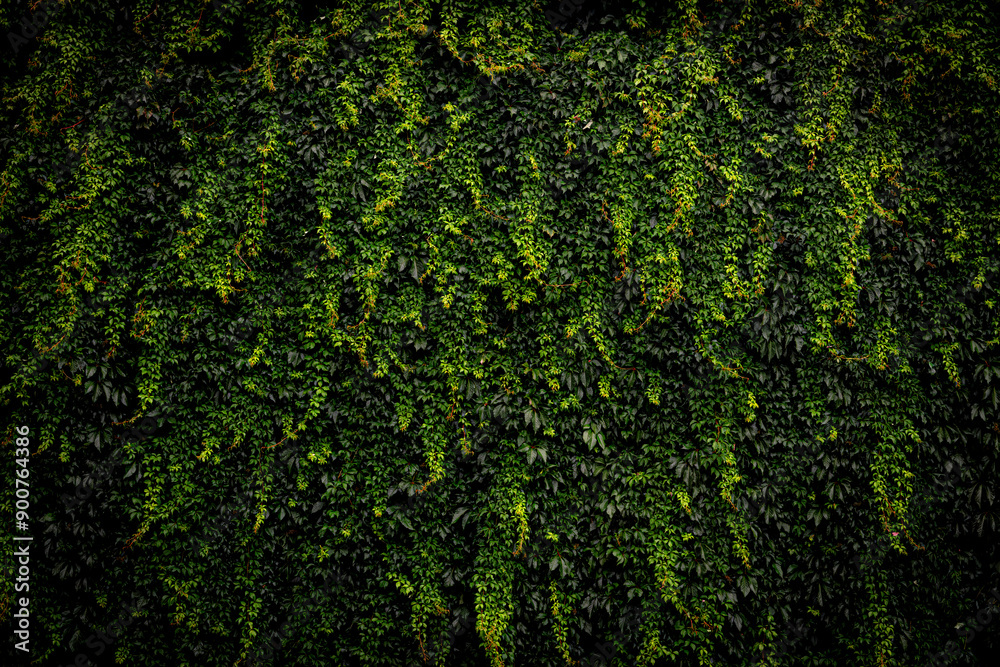 Green wild grapes leaves background