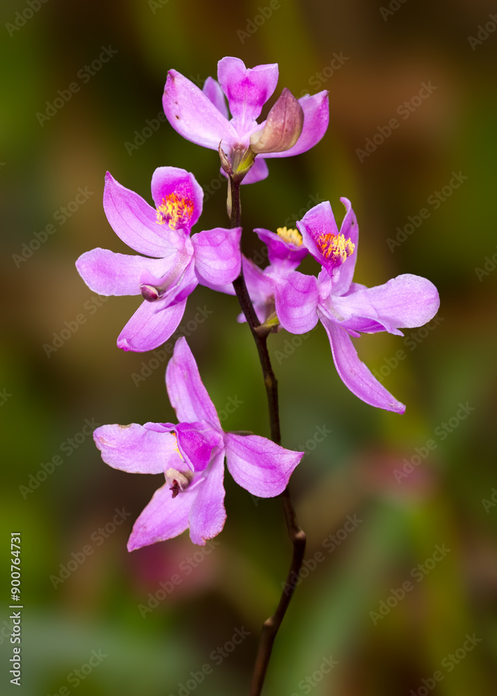 Many-flowered Grass Pink, Calopogon multiflorous. A globally imperiled orchid with purple stem and numerous pink flowers and yellow stamens. Kissimmee Prairie Preserve SP, Florida.