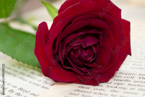 red rose on a book