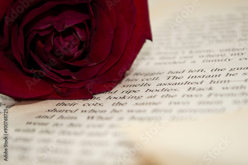 red rose on book