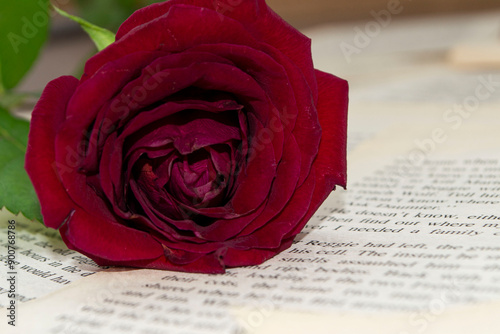 red rose on book