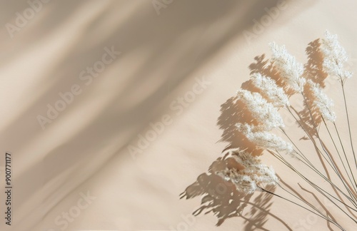 White Pampas Grass in Sunlight