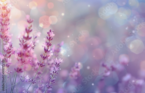 Lavender Blossoms in Soft Sunlight