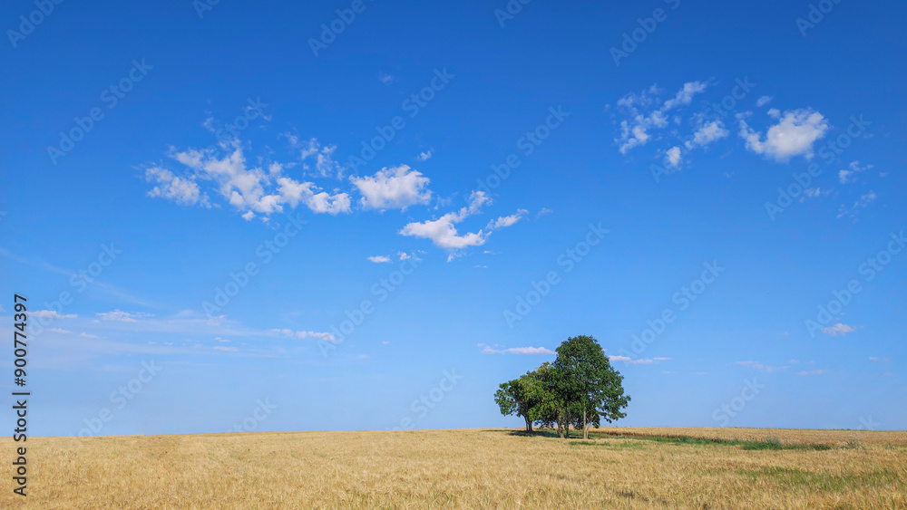 non-urban, rural landscape with a wheat field (stubble field), a group of trees and a blue sky, with a few white clouds non-urban, rural landscape with a wheat field (stubble field), a group of trees and a blue sky, with a few white clouds