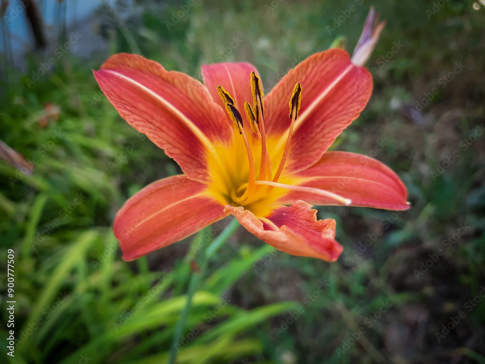 Fototapeta premium Orange Daylily Flower. Stock Photo.