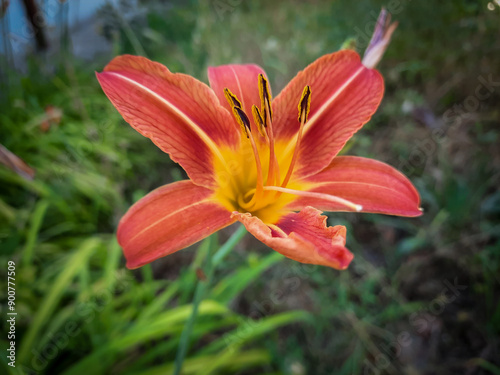 Orange Daylily Flower. Stock Photo.