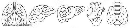 Set of human internal organs line icons. Human lungs, brain, liver, heart and thyroid gland outline icons on white background. Vector illustration
