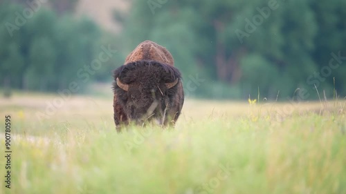 American Bison (Bison bison) Bull approaching, during the July breeding period. Slow-motion, 1/2 natural speed.