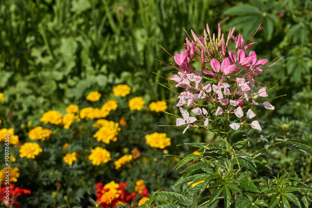 Obraz premium Cleome blooms in the garden. Cleome (lat. Cleome) is a genus of annual or biennial plants of the Cleomaceae family.