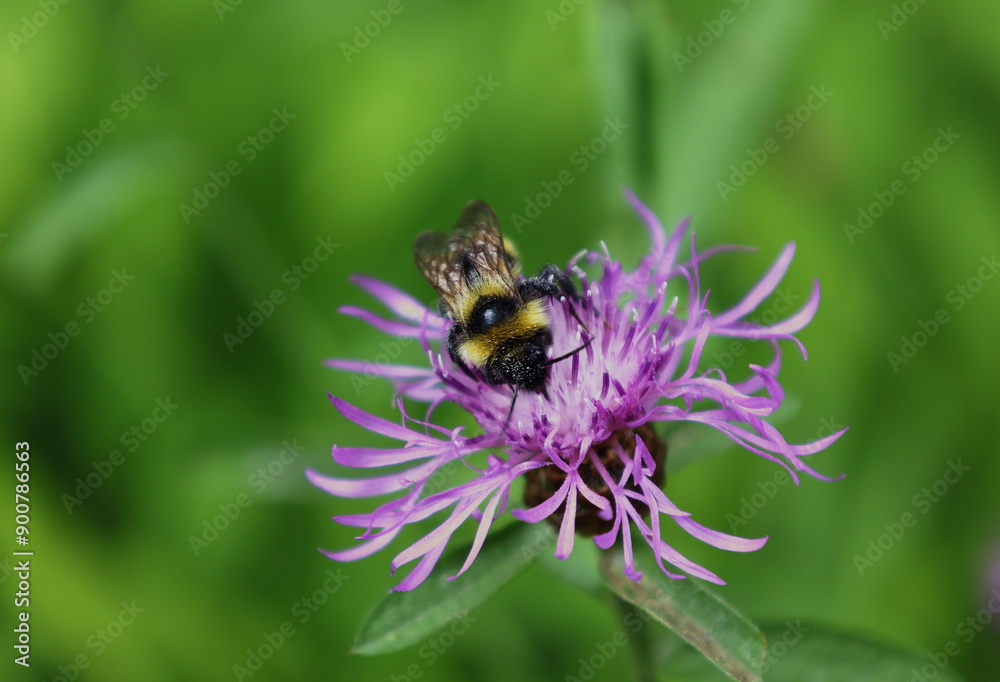 Bumblebee on a cornflower in close-up. Macro photography of botany. Bumblebee on a cornflower in close-up. Macro photography of botany.