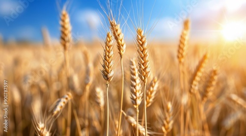 Wheat Field at Sunset