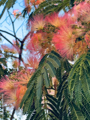 Blooming pink acacia tree. Acacia lenticularis. Elegant flowering tree. Close-up photo