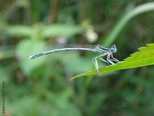 White-legged damselfly (Platycnemis pennipes), also known as blue featherleg, male perching on a leaf photo