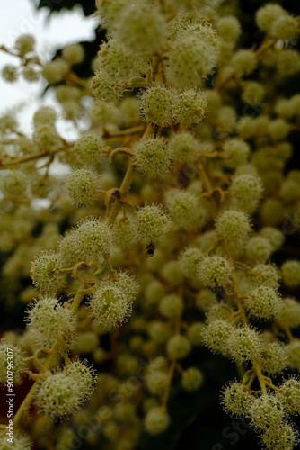 flores y plantas photo