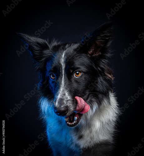 border collie con fondo negro