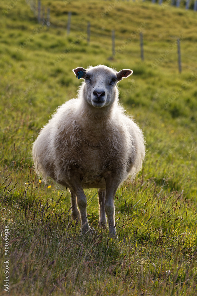 Fototapeta premium sheep on a meadow