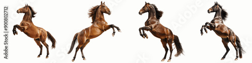 set of  A horse rearing up on its hind legs, Stallion Rising Horse, Grace in Motion Horse, Noble Beast Horse, Wild Spirit Horse, Horse in Command, Regal Horse, on a transparent backgrounds photo