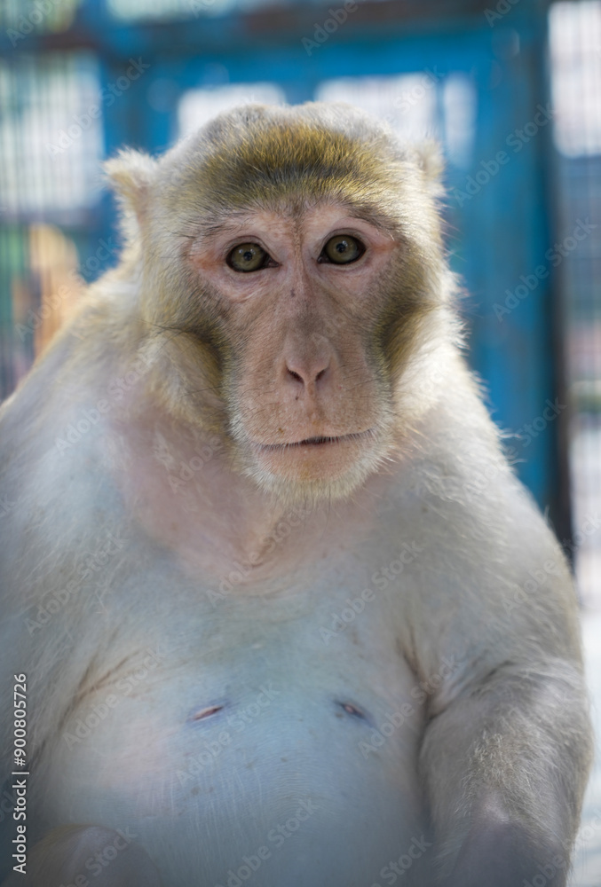Fototapeta premium Portrait of a monkey 
