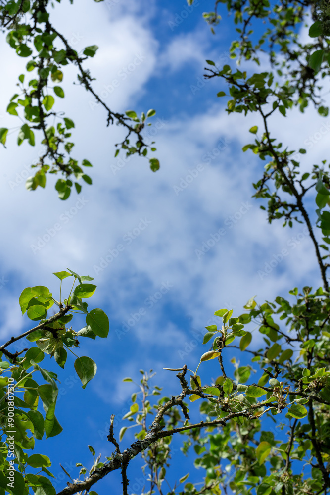 Fototapeta premium Looking up at a clear blue sky through tree branches with green leaves.