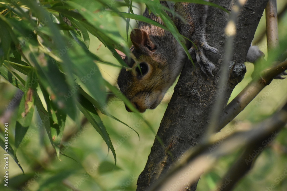 Fototapeta premium 03 - Parc Maritime Nicolet 27 Juillet 2024
