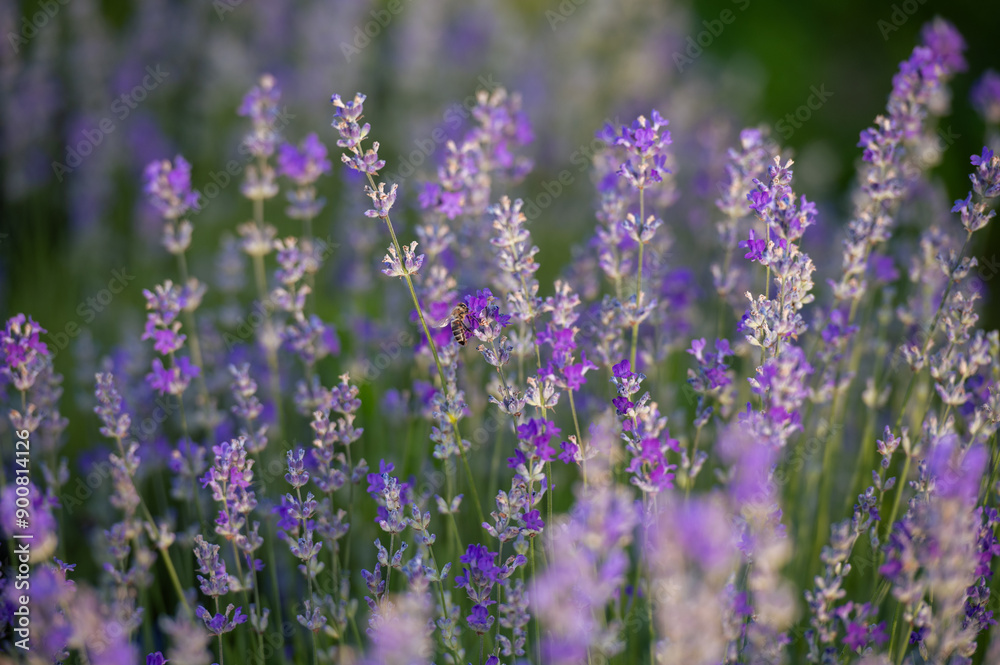Obraz premium Blooming Lavender Flowers. Soft Focused Purple Lavender Flowers with Copy space. Summer Scene Background.