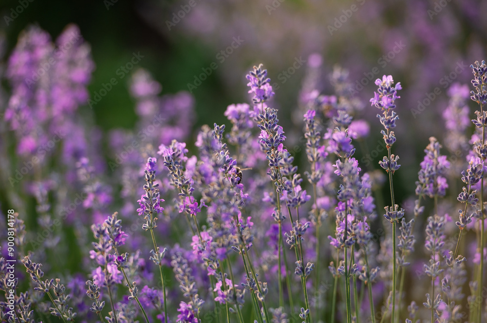 Naklejka premium Lavender field in the summertime 