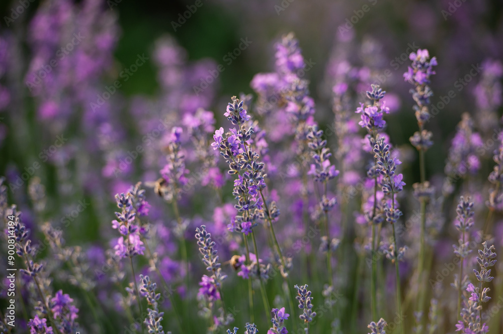 Lilac lavender flowers on a blurred background, close-up. Lilac lavender flowers on a blurred background, close-up.