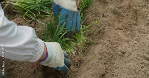 A woman wearing gloves takes apart a bunch of flower seedlings and puts them in a hole for planting. A woman gardener plants fresh flower seedlings in the ground. photo