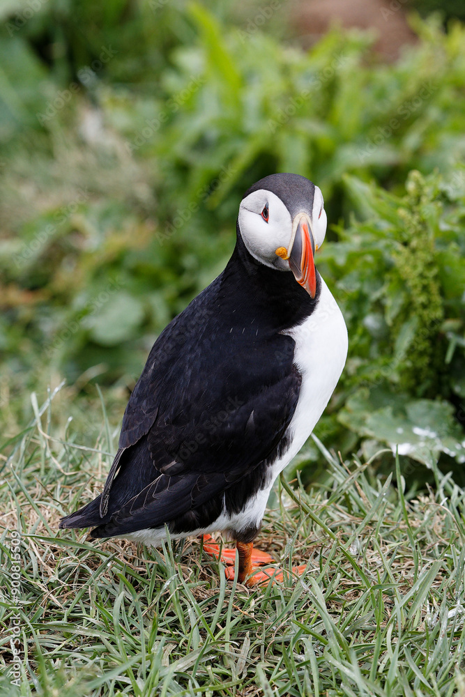 puffin puffin