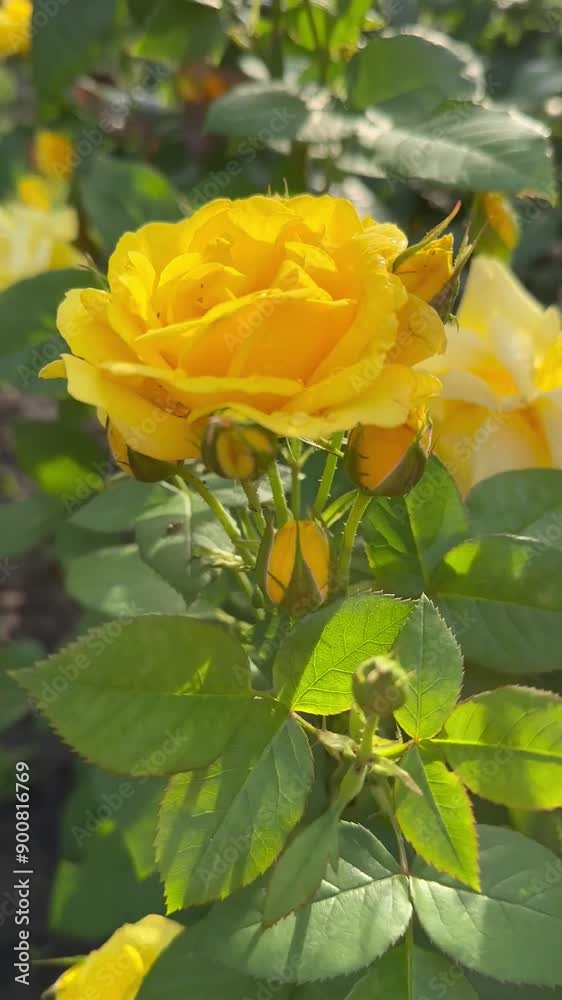 Bright yellow rose flowers grows on a bush against the background of garden. Background Is illuminated by the golden evening sun. Close view. For video presentation, advertising. Summer vibes vertical Bright yellow rose flowers grows on a bush against the background of garden. Background Is illuminated by the golden evening sun. Close view. For video presentation, advertising. Summer vibes vertical