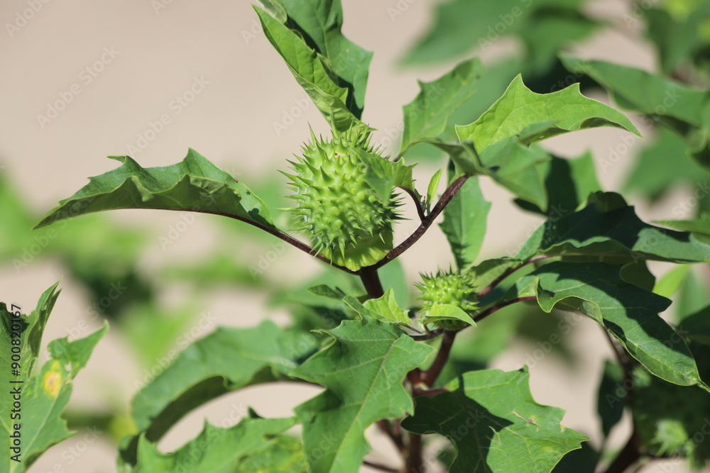 Obraz premium Datura stramonium. Hallucinogen plant Devil's Trumpet, also called Jimsonweed.