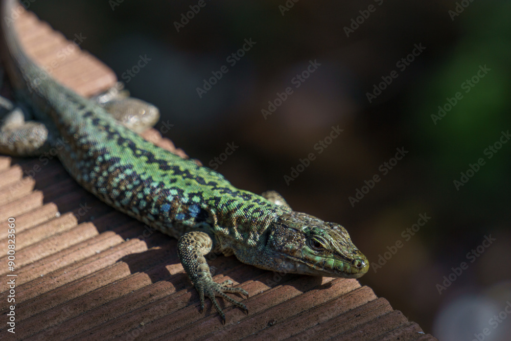 Sicilian wall lizard or Podarcis waglerianus on wooden planks Sicilian wall lizard or Podarcis waglerianus on wooden planks